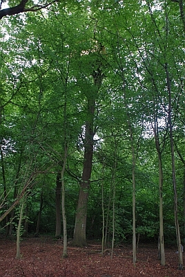 Hambacher Forst