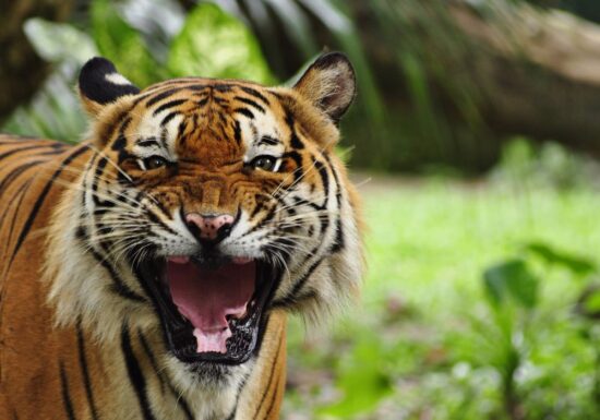 Zahnloser Tiger